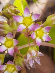 Crassula pellucida pellucida