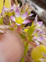Crassula pellucida pellucida