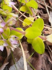 Crassula pellucida pellucida