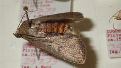 Amphipyra tragopoginis