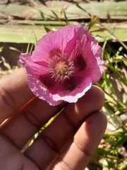 Papaver somniferum somniferum