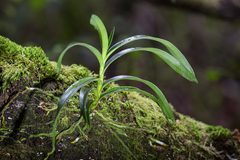 Tridactyle bicaudata