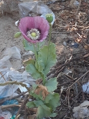 Papaver somniferum somniferum