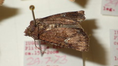 Mesapamea secalis