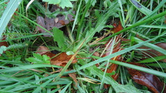 Hypochaeris radicata