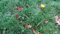 Hypochaeris radicata