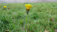 Hypochaeris radicata