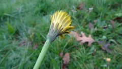 Hypochaeris radicata