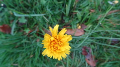 Hypochaeris radicata