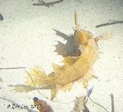 Cristiceps australis