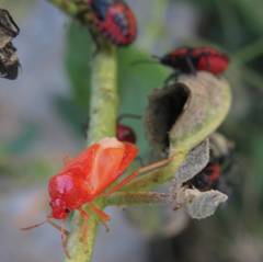 Eurydema spectabilis