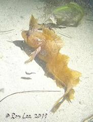 Cristiceps australis