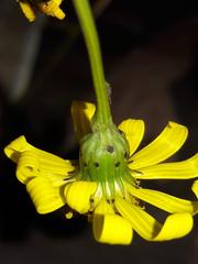 Senecio inaequidens