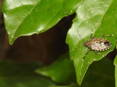 Dalpada nodifera