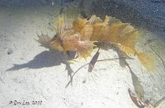 Cristiceps australis