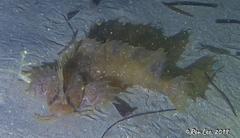 Cristiceps australis