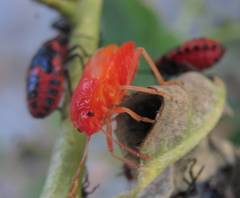 Eurydema spectabilis