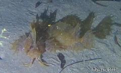 Cristiceps australis