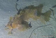 Cristiceps australis