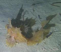 Cristiceps australis