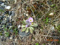 Primula stricta