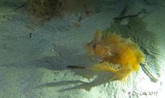 Cristiceps australis