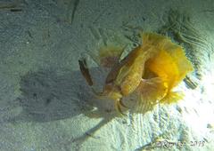 Cristiceps australis