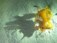 Cristiceps australis