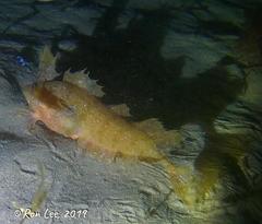 Cristiceps australis