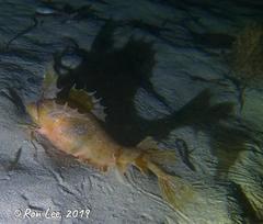 Cristiceps australis