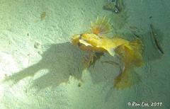 Cristiceps australis