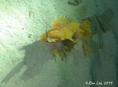 Cristiceps australis