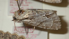 Acronicta psi
