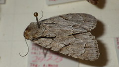 Acronicta psi