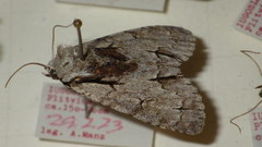 Acronicta psi