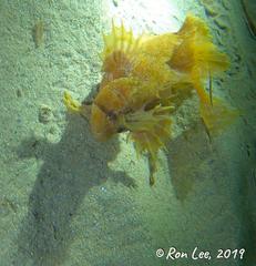 Cristiceps australis