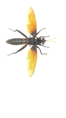 Protomydas rubidapex