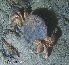 Nectocarcinus integrifrons