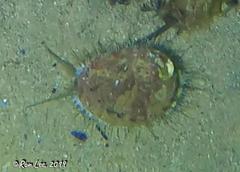 Haliotis scalaris emmae