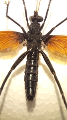 Protomydas rubidapex