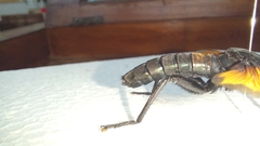 Protomydas rubidapex