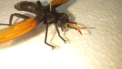 Protomydas rubidapex