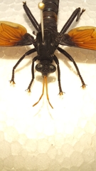 Protomydas rubidapex