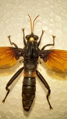 Protomydas rubidapex