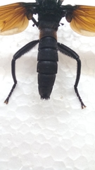 Protomydas rubidapex