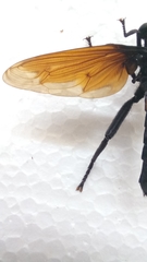 Protomydas rubidapex