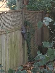 Sciurus carolinensis