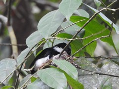 Platysteira castanea