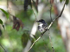 Platysteira castanea