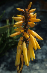 Aloiampelos commixta